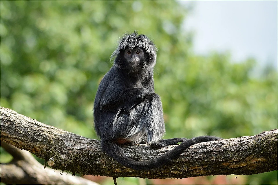 Lutung