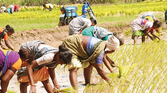 பசுமை ஒலி