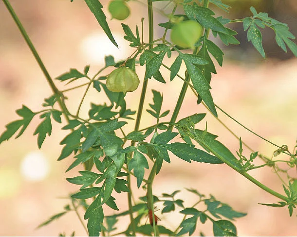 மூலிகை முற்றம்