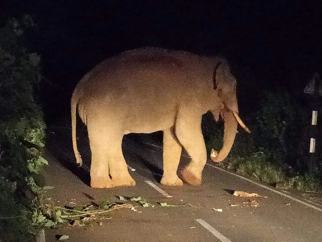 ஆண் யானை