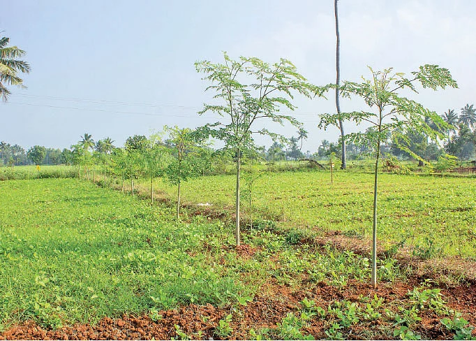 ஊடுபயிராக முருங்கை