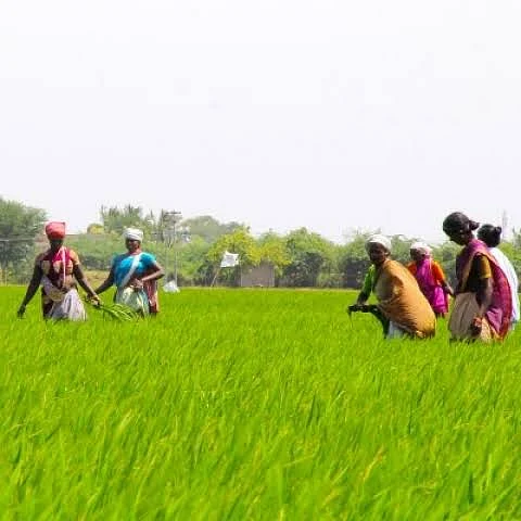 வயல்