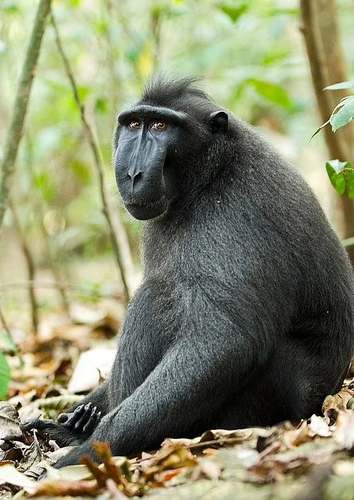 Black Crested Macaque
