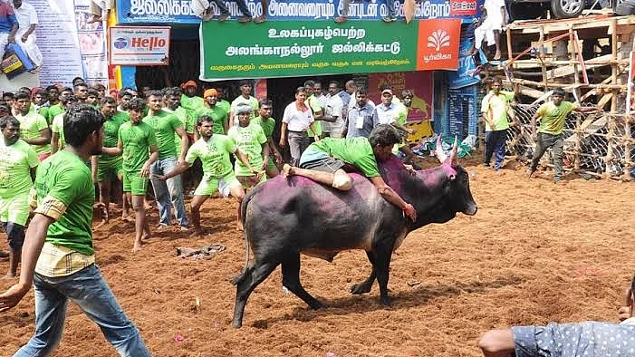ஜல்லிக்கட்டு
