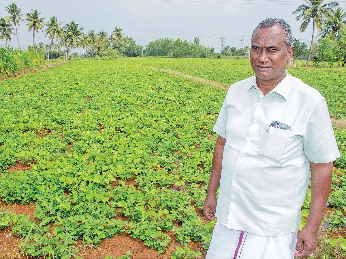 நிலக்கடலைத் தோட்டத்தில் ஈசாக்
