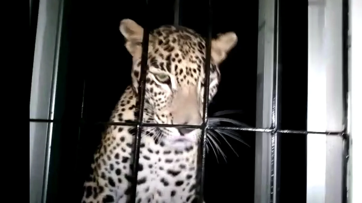 leopard
