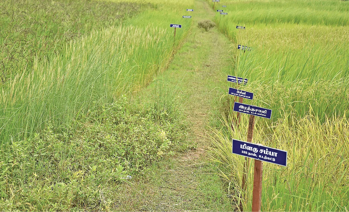 பெயர்களுடன் அணிவகுக்கும் பாரம்பர்ய நெல் ரகங்கள்