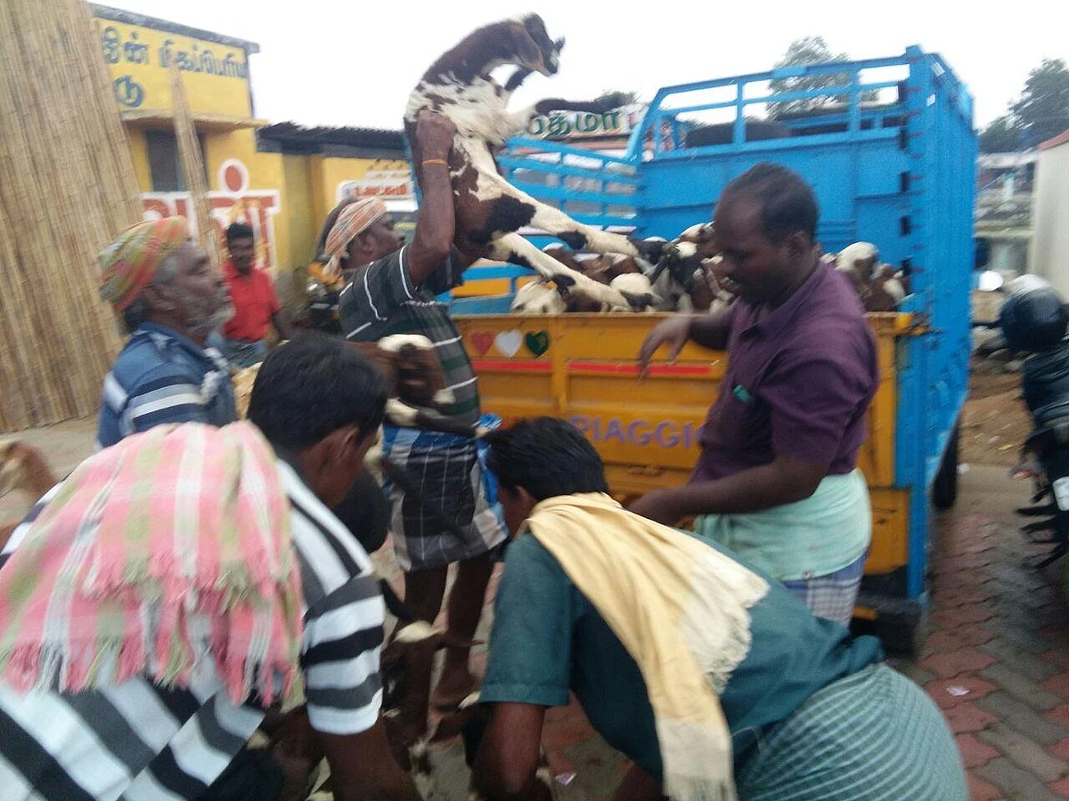 ஆட்டுச்சந்தை