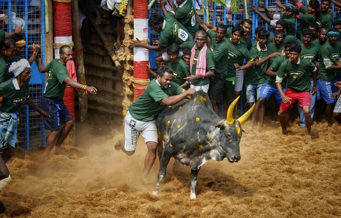 ஜல்லிக்கட்டு