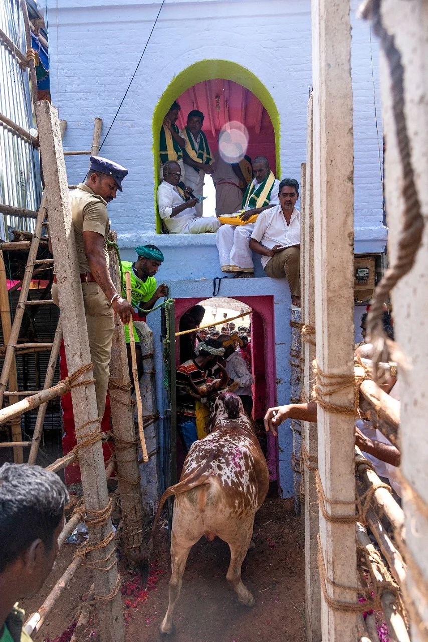 வாடிவாசலுக்குப் பின் வரிசைகட்டி நிற்கும் காளைகள்... பாலமேடு ஜல்லிக்கட்டு (படங்கள்)