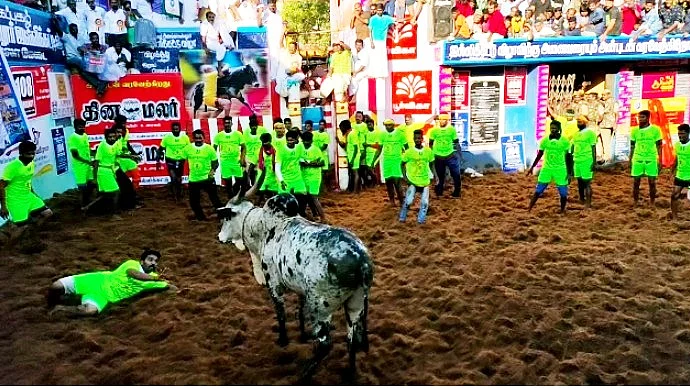 இன்ஸ்பெக்டர் அனுராதாவின் காளை