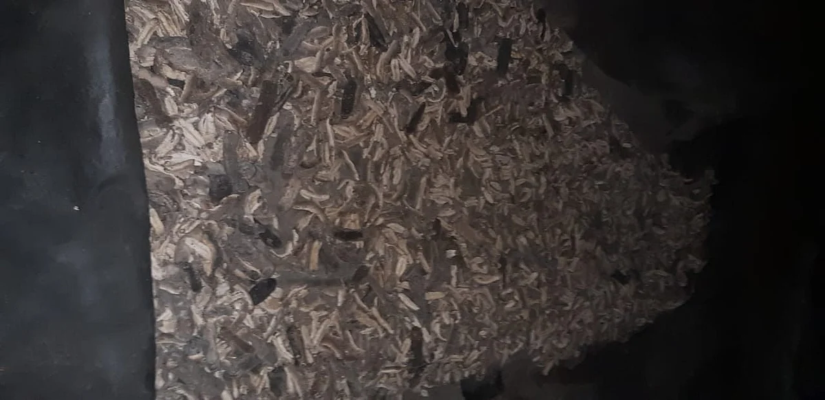 கருப்புநூல் கடல் அட்டை