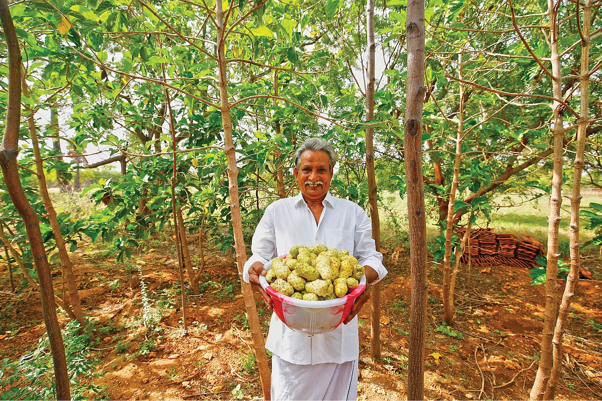 அறுவடையான நோனிப் பழங்களுடன் கோவிந்தசாமி
