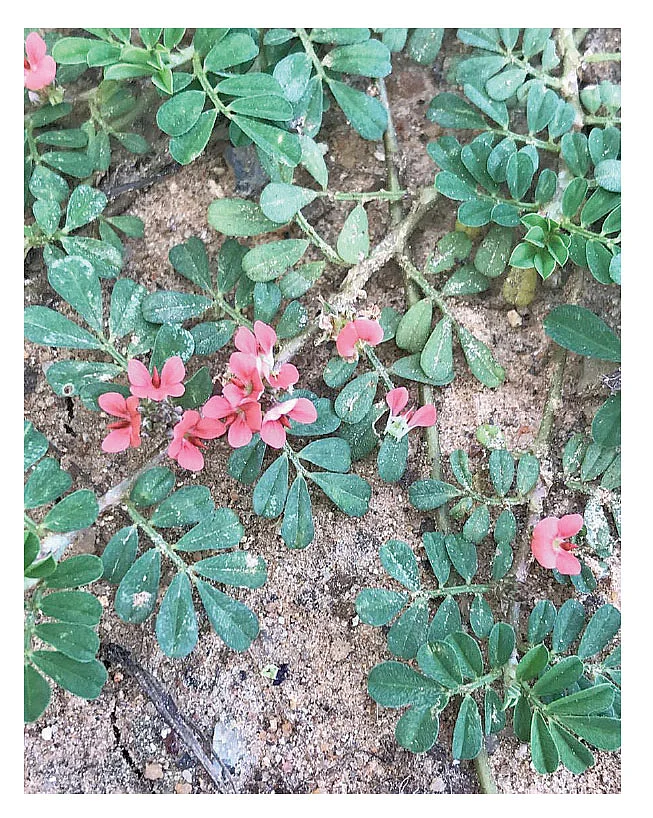 செப்பு நெருஞ்சில்
