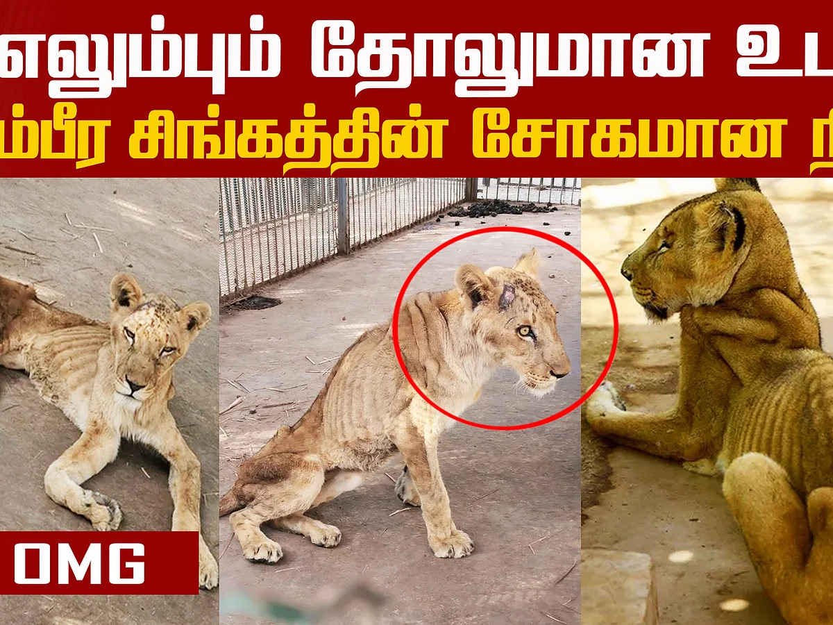 Online Campaign To Save Malnourished Lions At Sudan Park