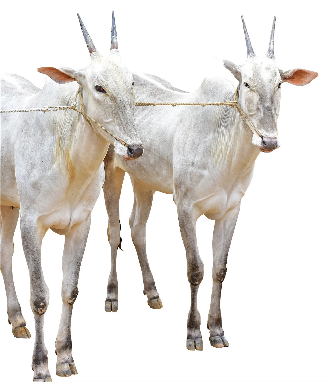ஒரு ஜோடி ரூ.3,00,000... அசத்தும் ஹல்லிக்கர் இன நாட்டு மாடுகள்!