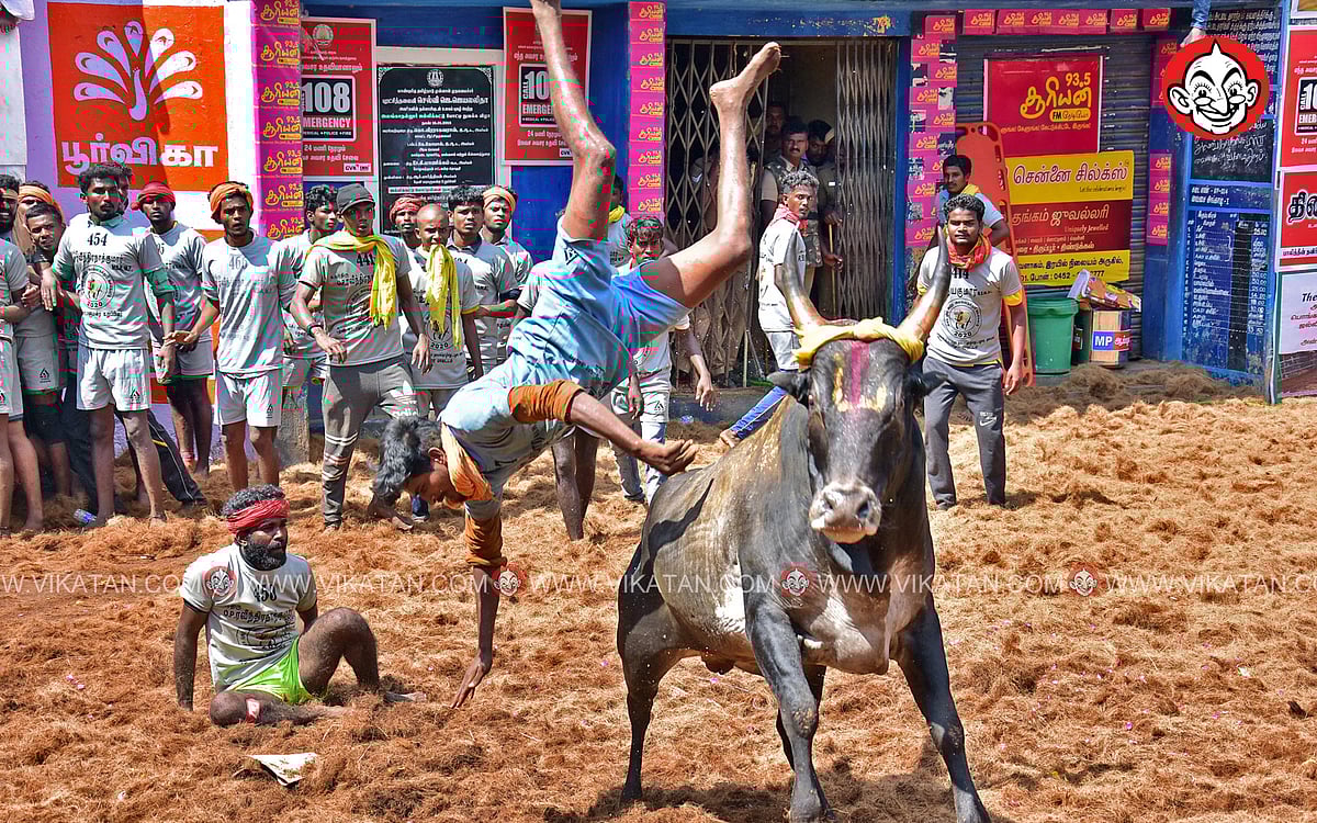 `ஒவ்வொண்ணும் ஒரு மாஸ் சீன்!' அலங்காநல்லூர் ஜல்லிக்கட்டு சிறப்பு படங்கள்