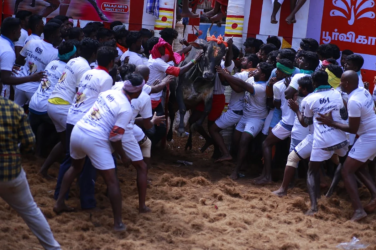 `யாராலும் தொடக்கூட முடியல..!’- அலங்காநல்லூரிலும் அதிர வைத்த இன்ஸ்பெக்டர் அனுராதாவின் காளை