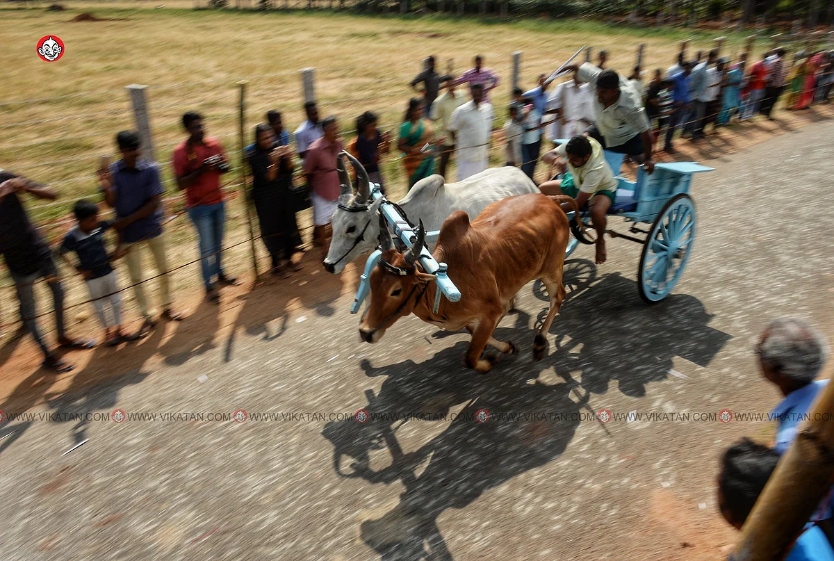 ரேக்ளா பந்தயம்