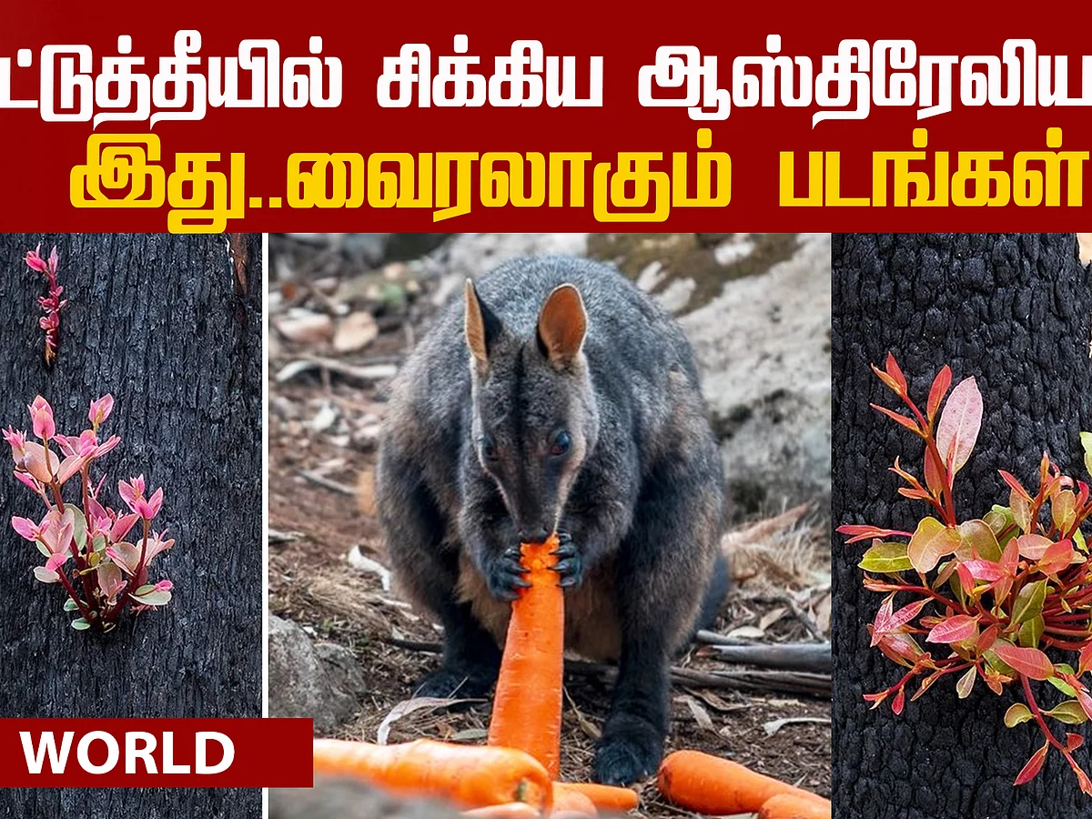 Australia Fire: Viral photos!