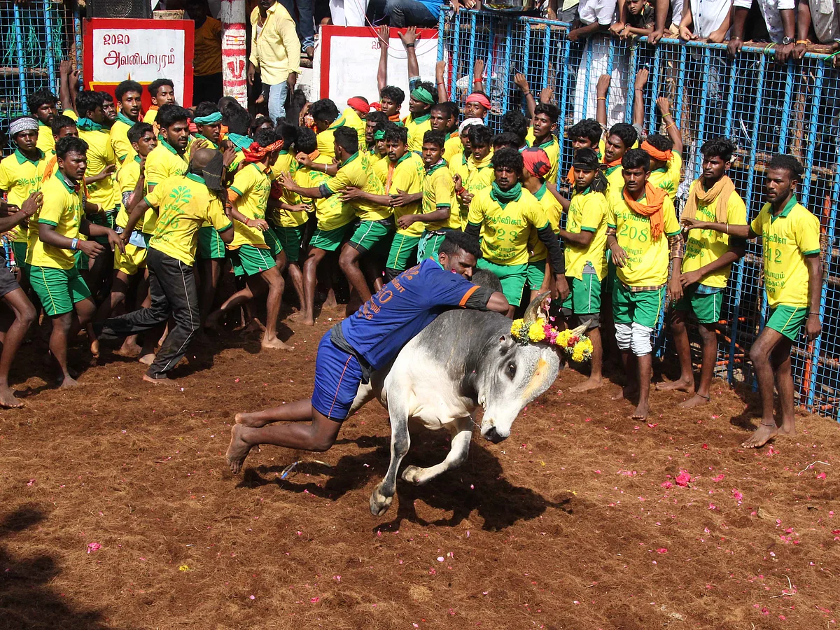 தைப்பொங்கலை முன்னிட்டு மதுரை அவனியாபுரம் ஜல்லிக்கட்டில் சீறிப் பாய்ந்த காளைகள்!