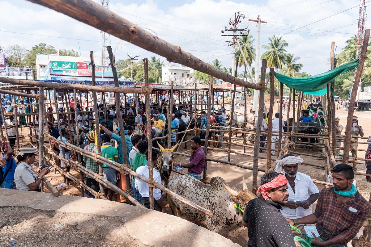 வாடிவாசலுக்குப் பின் வரிசைகட்டி நிற்கும் காளைகள்... பாலமேடு ஜல்லிக்கட்டு (படங்கள்)