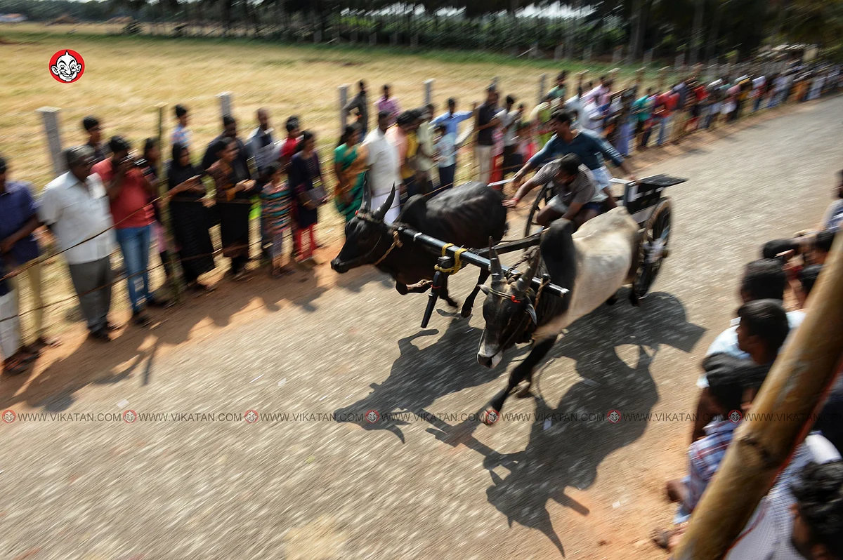ரேக்ளா பந்தயம்