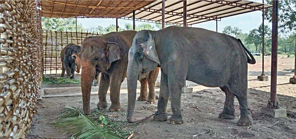 நாரதர் உலா