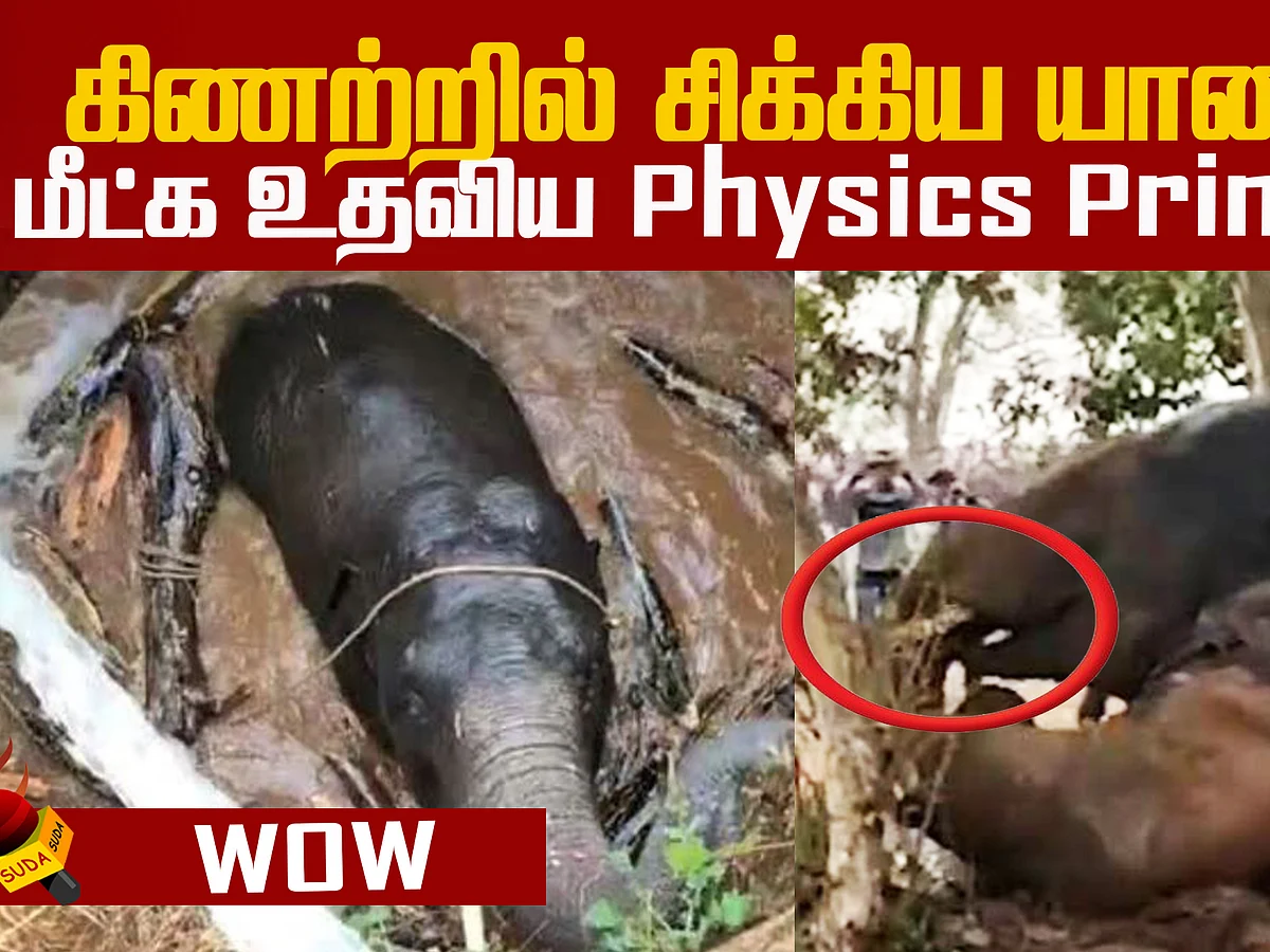 How Archimedes' Principle helped in rescuing an elephant?