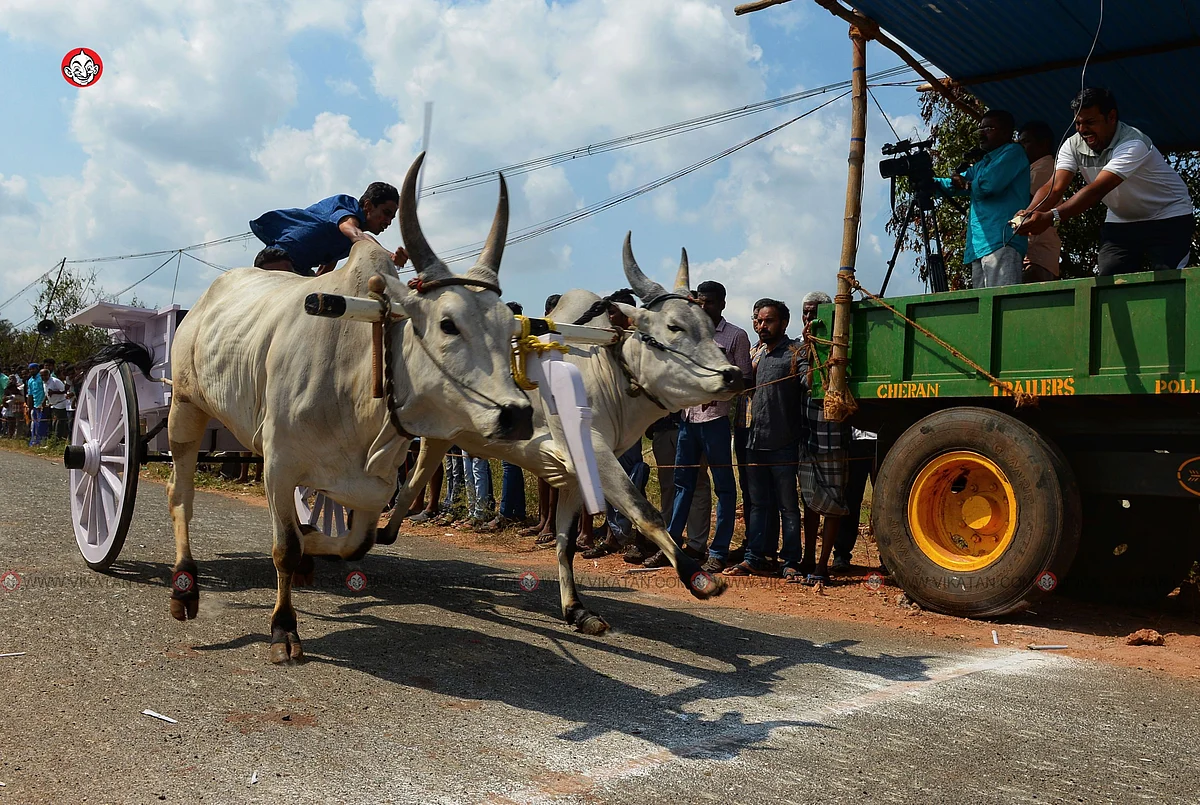 ரேக்ளா பந்தயம்