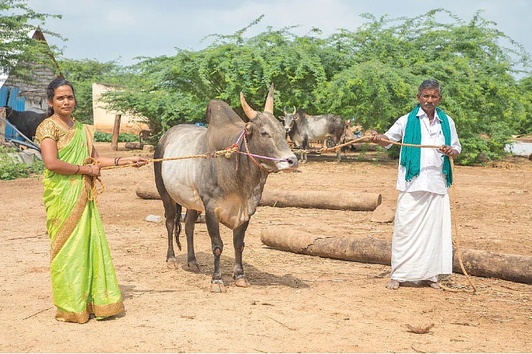 தான் வளர்க்கும் புலிக்குளம் காளையுடன்...