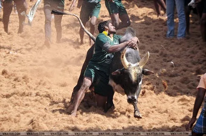 ஜல்லிக்கட்டு