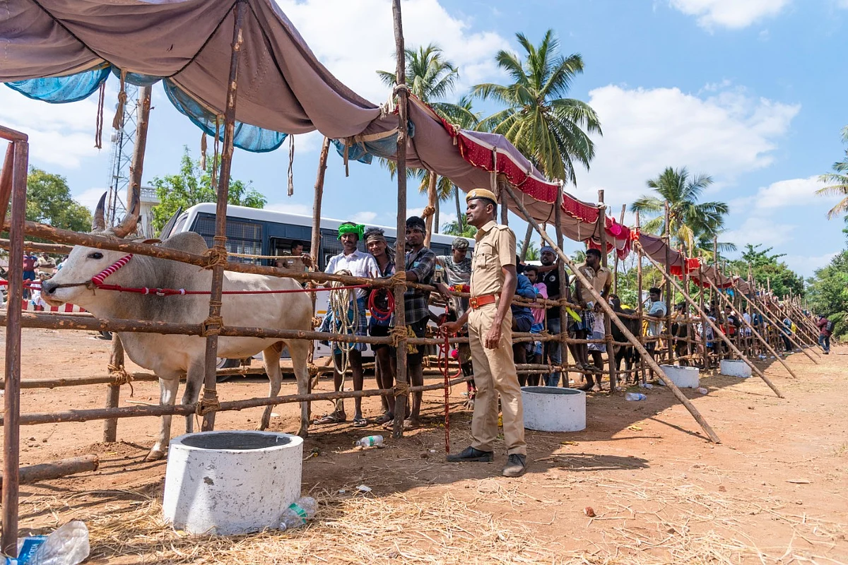 வாடிவாசலுக்குப் பின் வரிசைகட்டி நிற்கும் காளைகள்... பாலமேடு ஜல்லிக்கட்டு (படங்கள்)