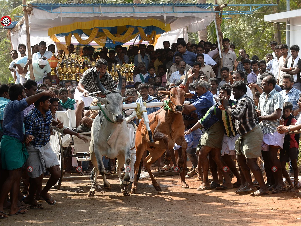 கோவையில் ரேக்ளா பந்தயம்... சீறிப்பாய்ந்த காளைகள்!
