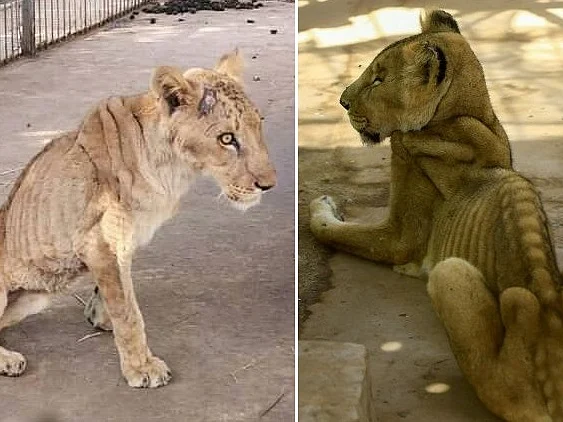 பொருளாதார நெருக்கடி; உணவுப் பற்றாக்குறை! - கம்பீர சிங்கத்தின் சோகமான நிலை #SudanAnimalRescue