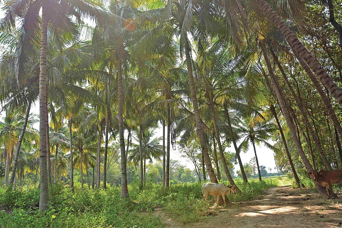 தென்னை மரங்கள்