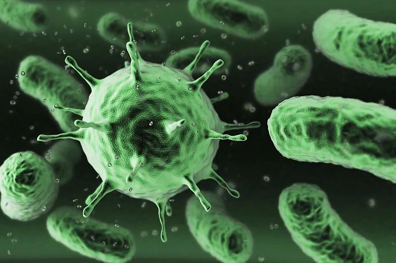 bacteria
