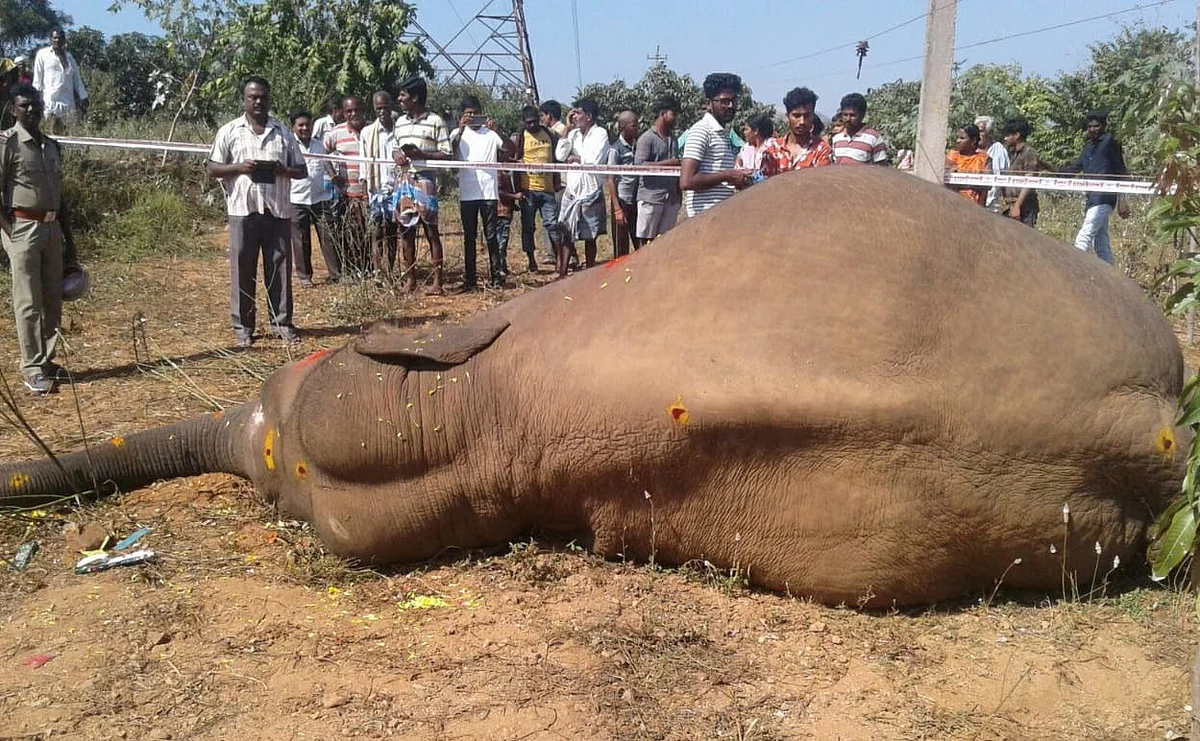உயிரிழந்த காட்டு யானை