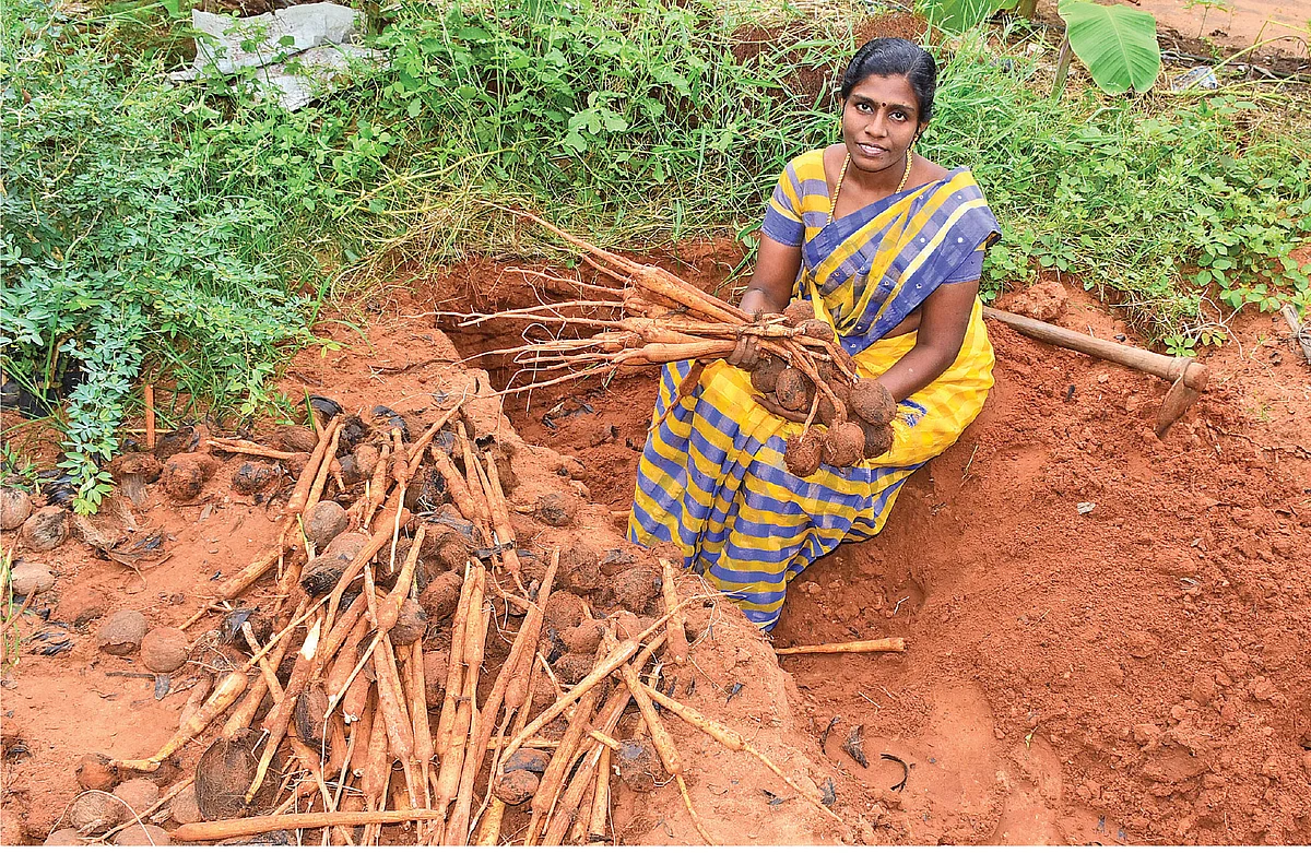 பால்தங்கம்