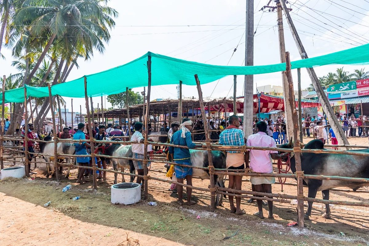 வாடிவாசலுக்குப் பின் வரிசைகட்டி நிற்கும் காளைகள்... பாலமேடு ஜல்லிக்கட்டு (படங்கள்)