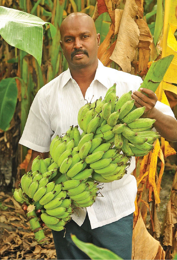 வாழைச் சாகுபடிப் பாடம்!