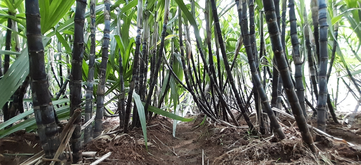 செங்கரும்பு