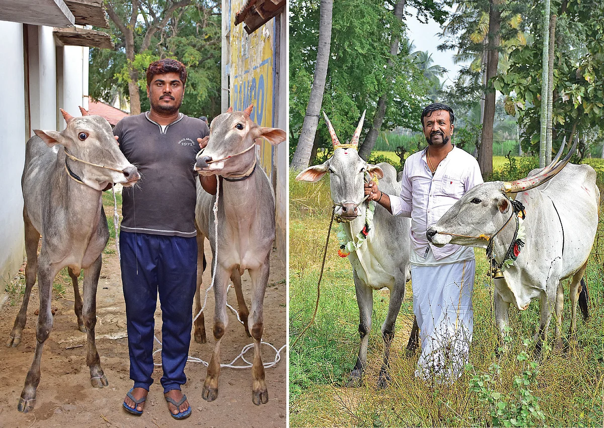 வளர்ப்பு காளை மாடுகளுடன் தேவ் - ஹேமந்த் தன்னுடைய ஹல்லிக்கர் பசுக்களுடன்