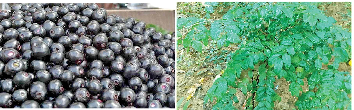 நாவல் - பொன்குறண்டி