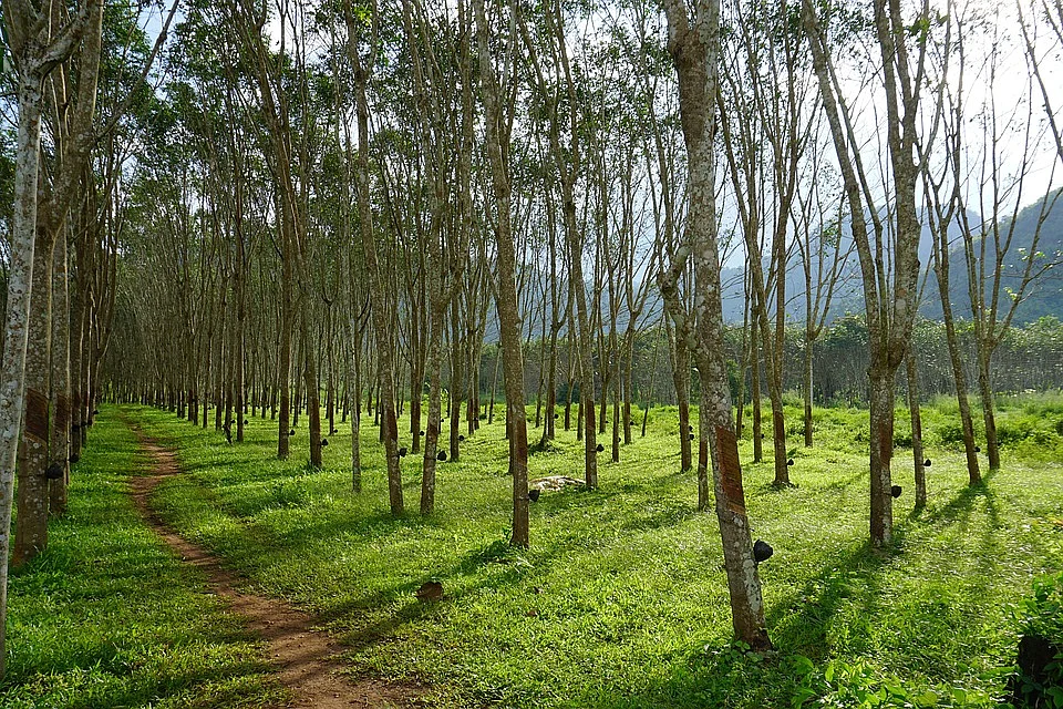 அதீத நுகர்வு
