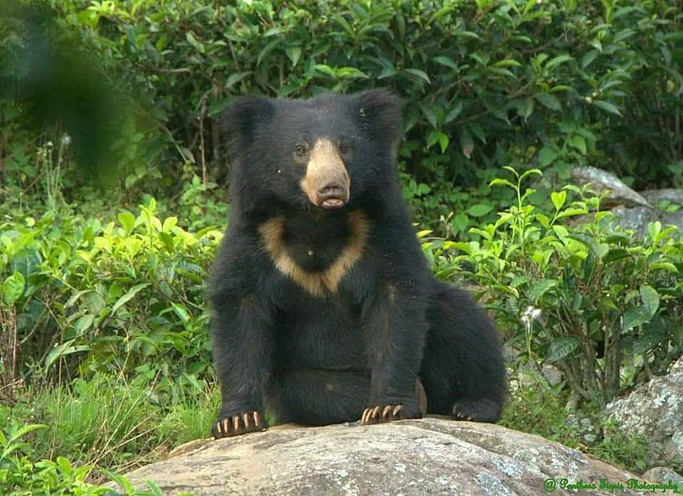 sloth bear