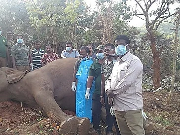 தென்காசி வனப்பகுதியில் உயிரிழந்த யானை! - காரணத்தை அறிய மருத்துவக் குழுவினர் ஆய்வு