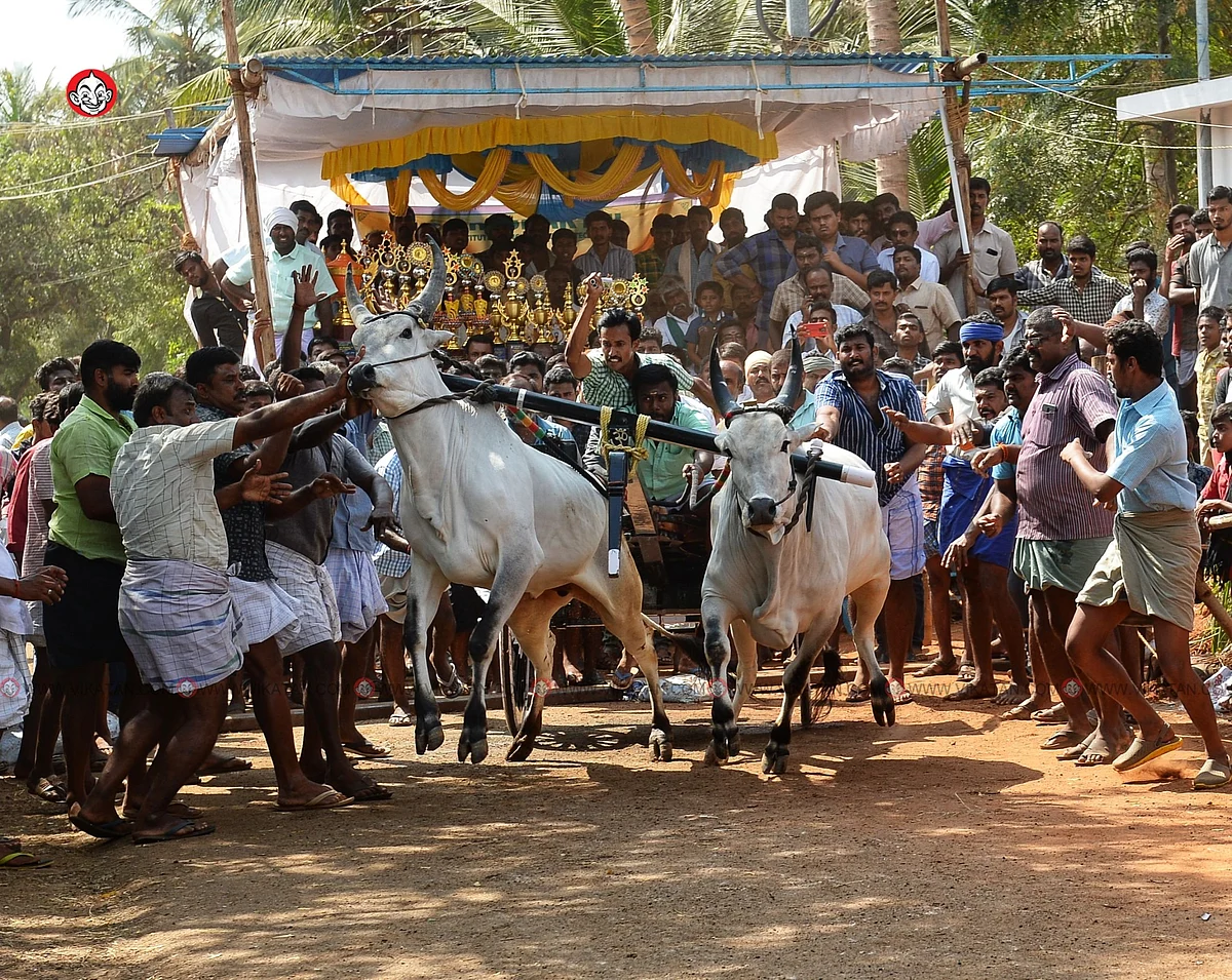 ரேக்ளா பந்தயம்