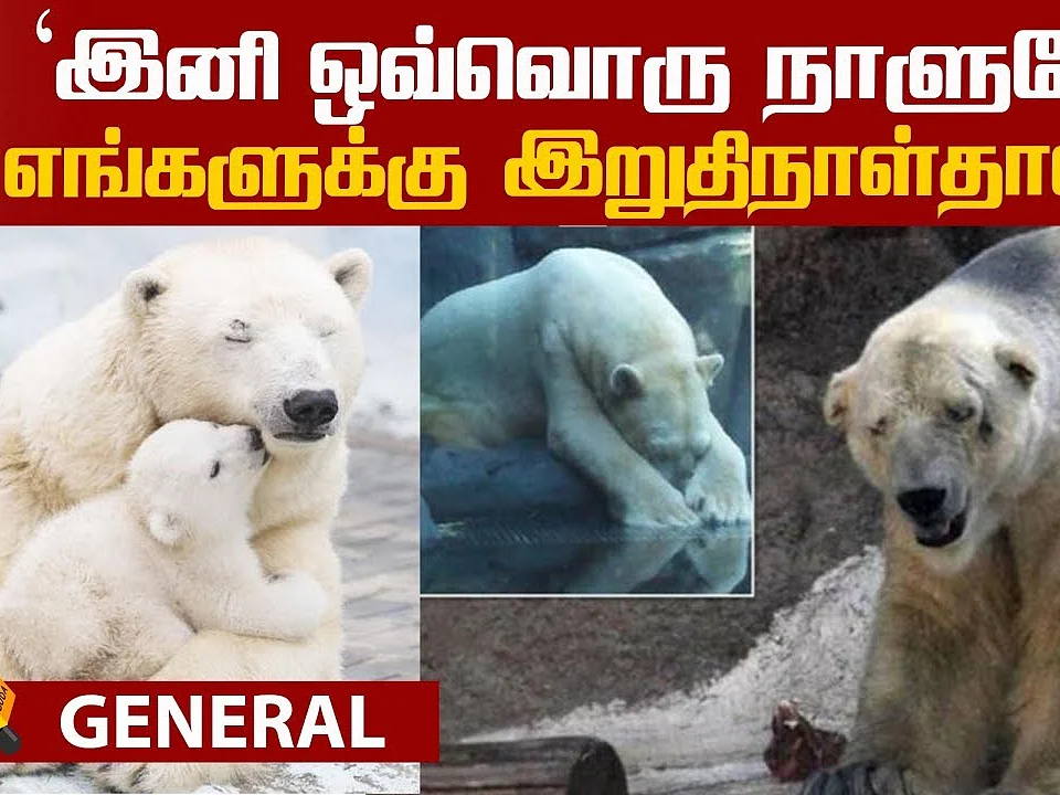 The survival story of Polar Bears!