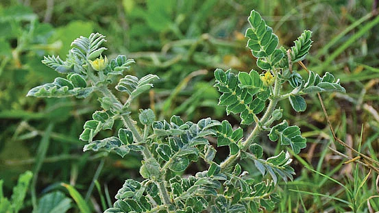 சிறு நெருஞ்சி